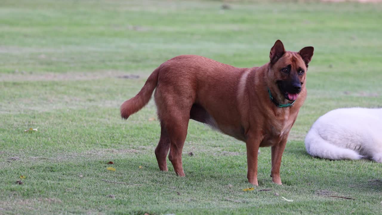 perro jugando y moviéndose al aire libre