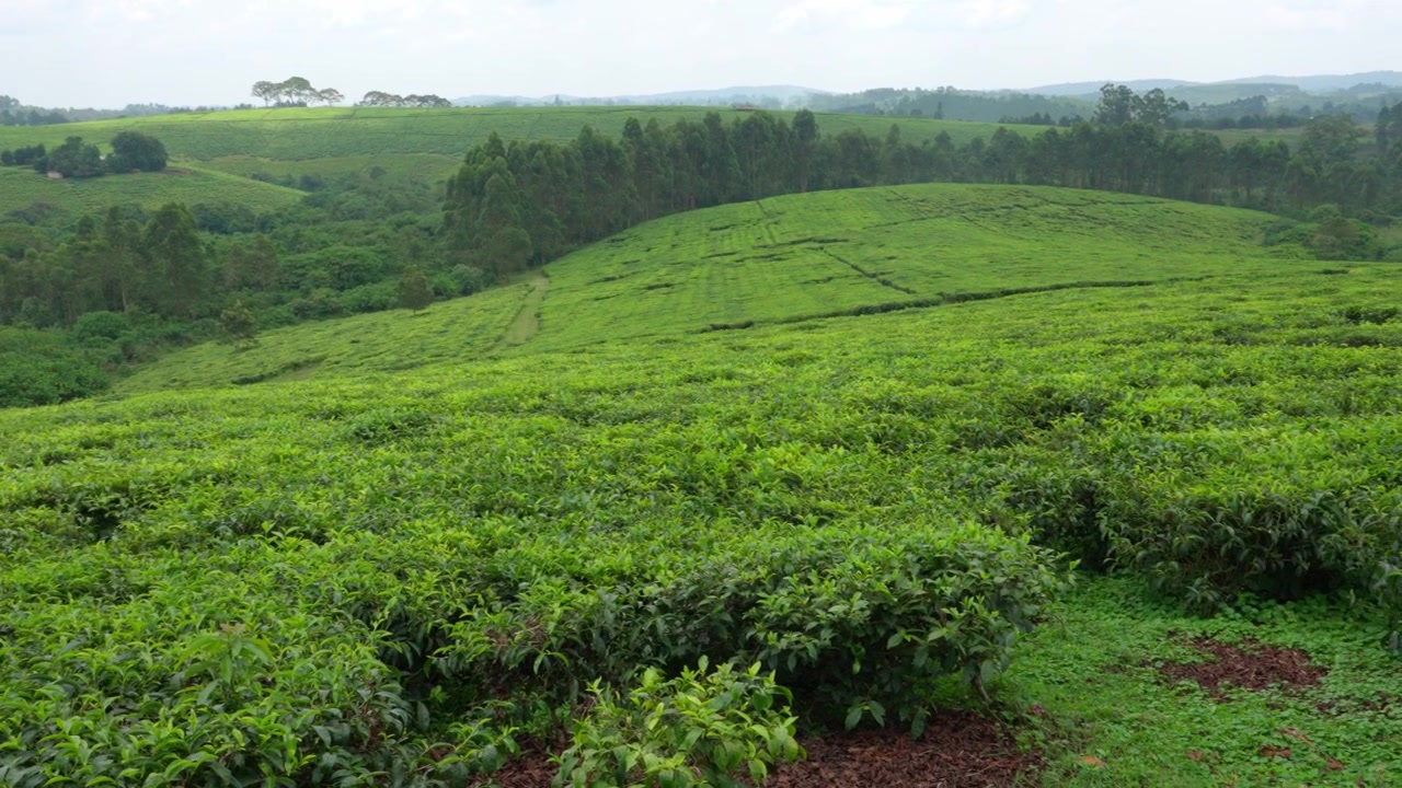 Vista panoramica del paesaggio che cattura le vaste e lussureggianti piantagioni di tè verde che ricoprono le dolci colline dell'Uganda.