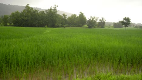 Lloviendo-Sobre-Campo-De-Arroz-Verde