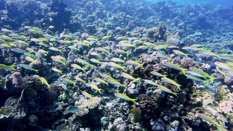 a school of fish against the rocks and corals in the ocean waters near dahab, egypt