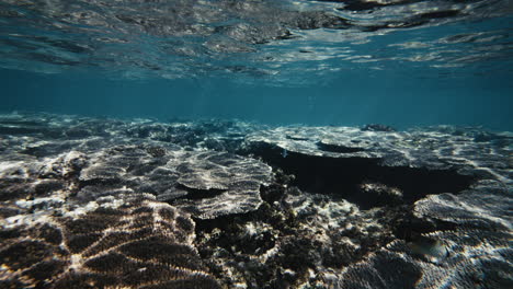 luz clara que brilla en el arrecife de coral acropora reflejado en la superficie del agua