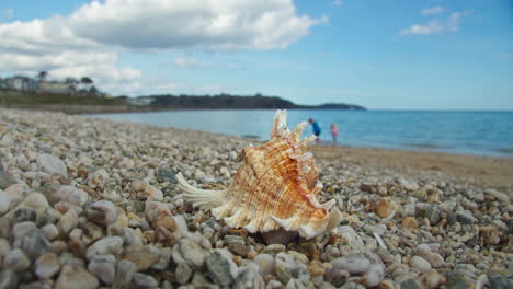 tiny spider on seashell on pebbles and shingle with unrecognisable kids playing in background on beach sand in cornwall, england - static shot