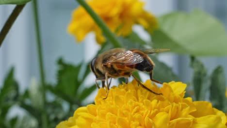primer plano de la abeja melífera