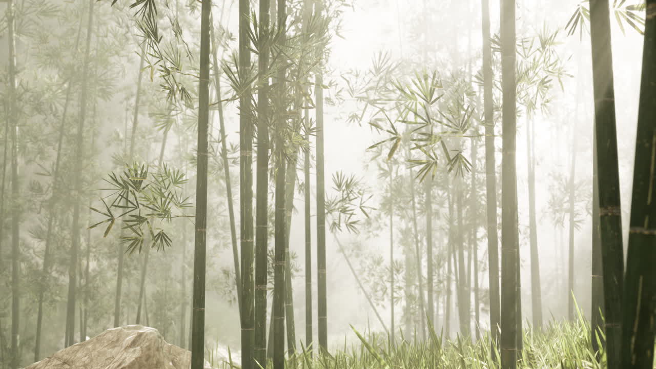 bosque de bambú en la niebla