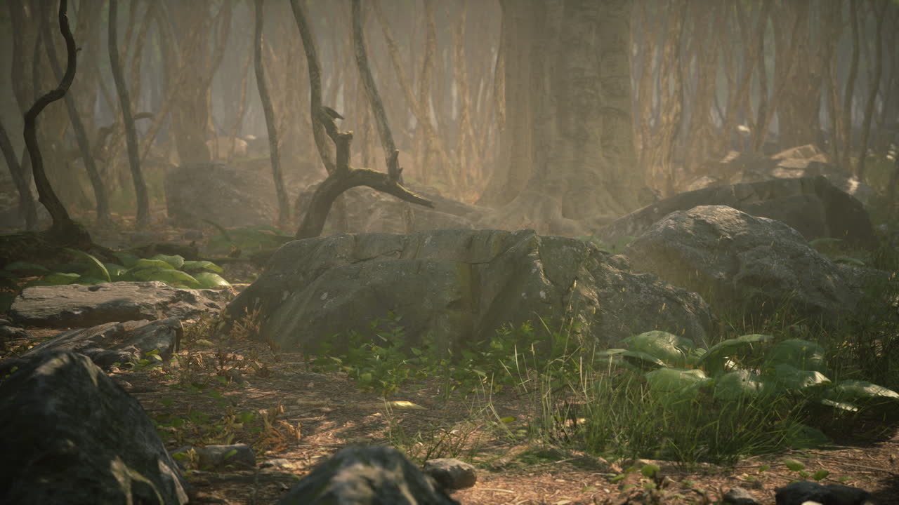 raíces de un árbol en un bosque brumoso