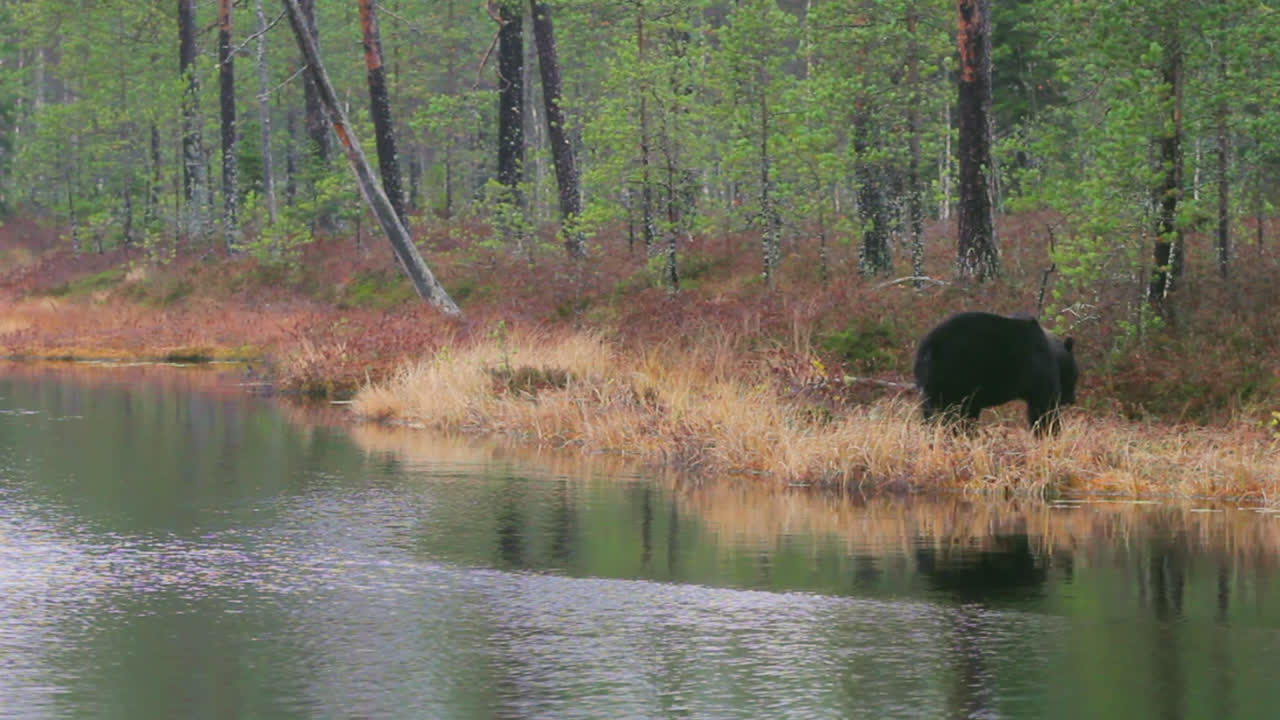 Grizzly Bear Walks Away From The Lakeshore At Daytime
