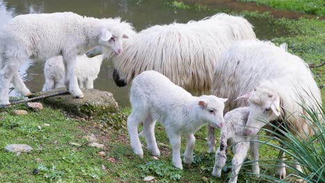 flock of white lambs and ewes standing next to waterhole in sardinia, italy