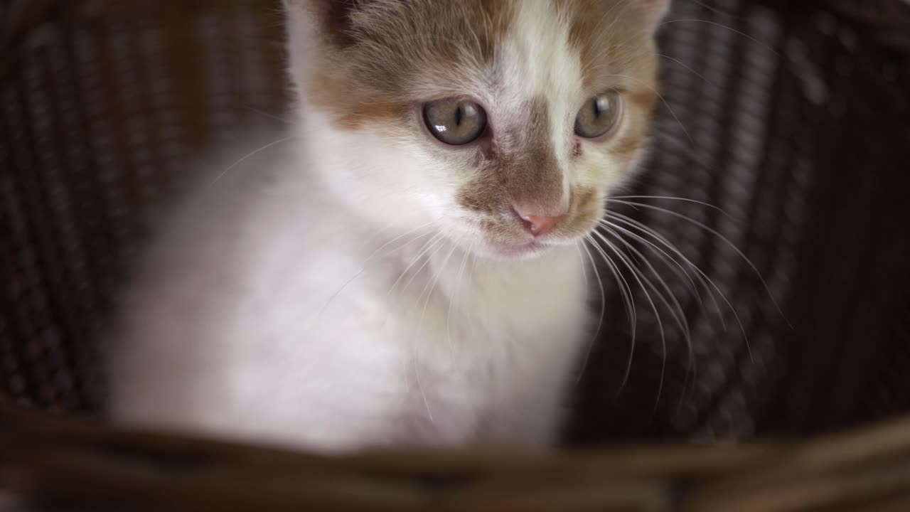Alert curious cute white and ginger kitten close up shot