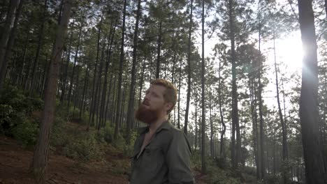 una toma en cámara lenta de un pelirrojo barbudo mirando hacia arriba y alrededor del dosel de un bosque de pinos mientras el sol se asoma