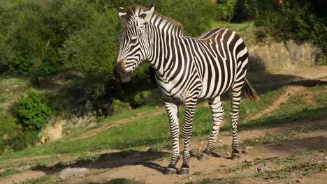 zebra 09