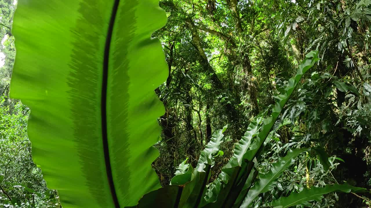 Vibrant green foliage and towering trees in a serene rainforest setting. Natural lighting highlights the dense vegetation and tranquil atmosphere