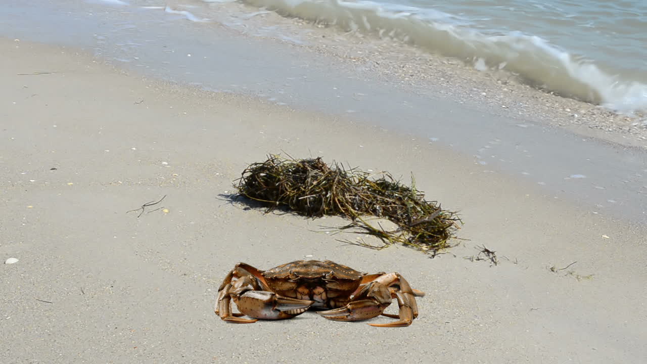 Krabbe på stranden. Fotografering på stranden.