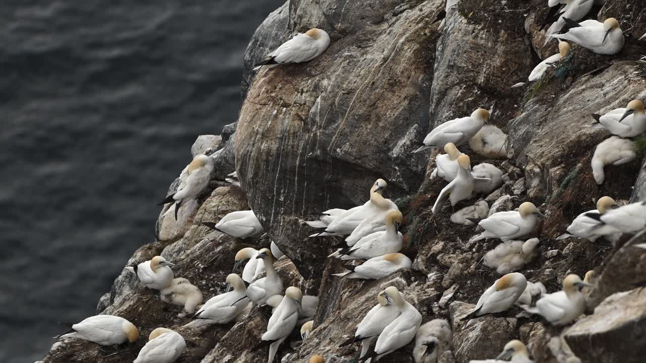 Håndholdt opptak av havsuler samlet på en kystklippe i Nord-Norge. Fuglene står og beveger seg i naturlig lys med havet synlig i bakgrunnen.