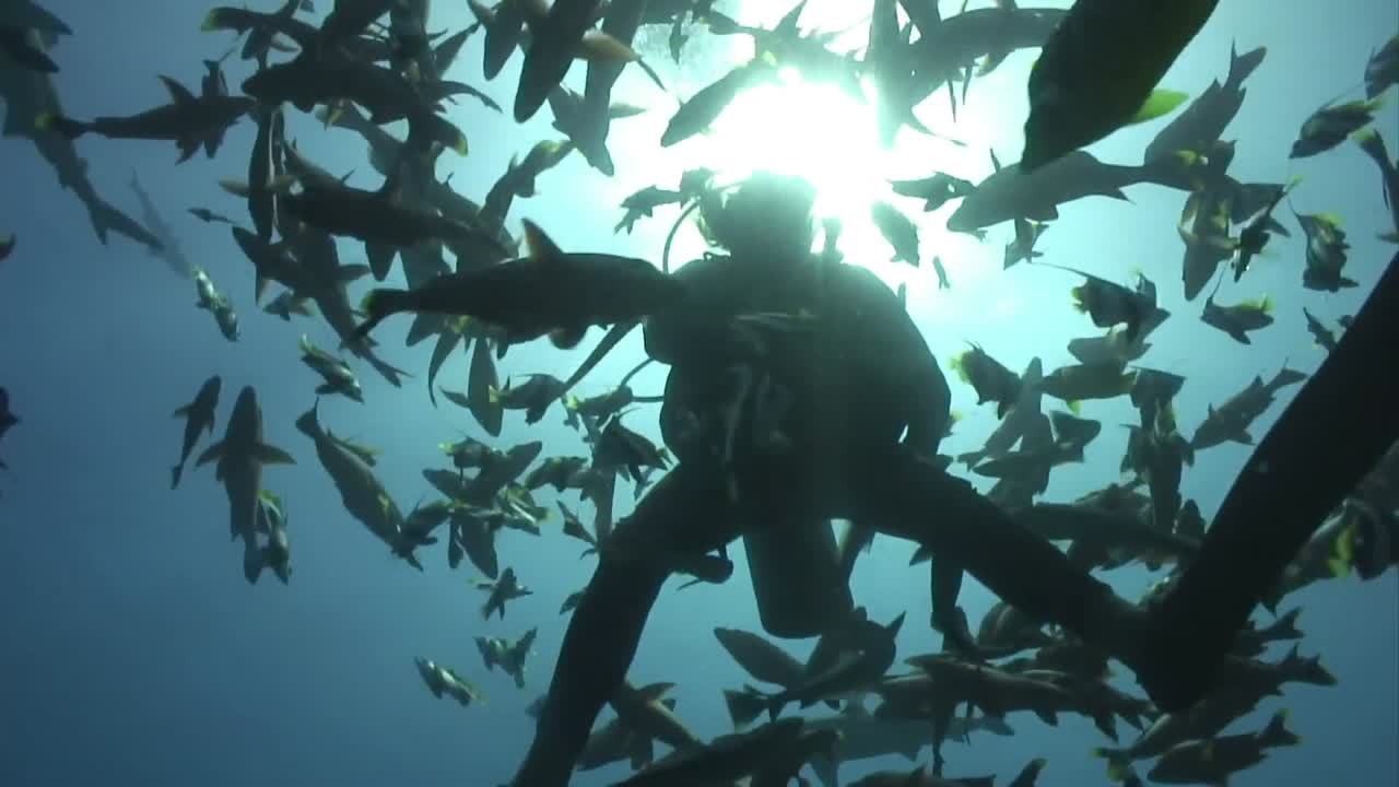 수중 재고 영상