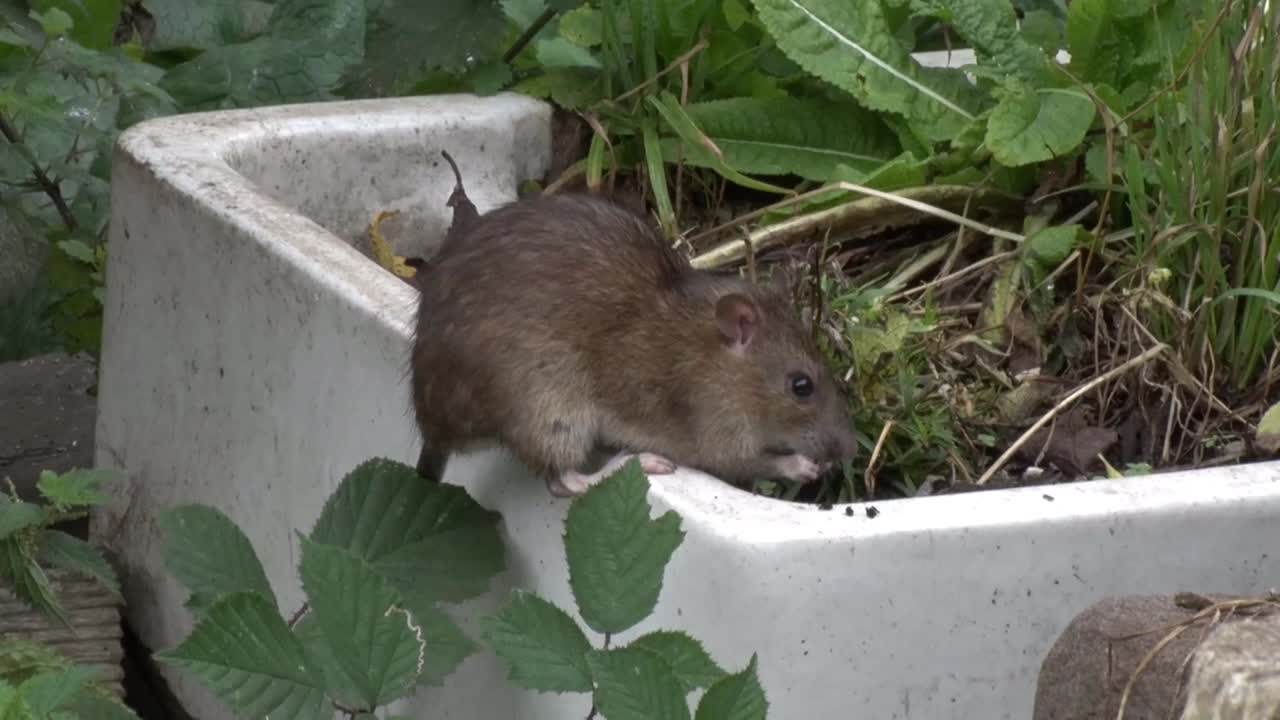 una rata marrón, rattus norvegicus, en un jardín urbano