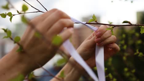 tying a white ribbon on a tree branch tradition first of may or mothers day, close up