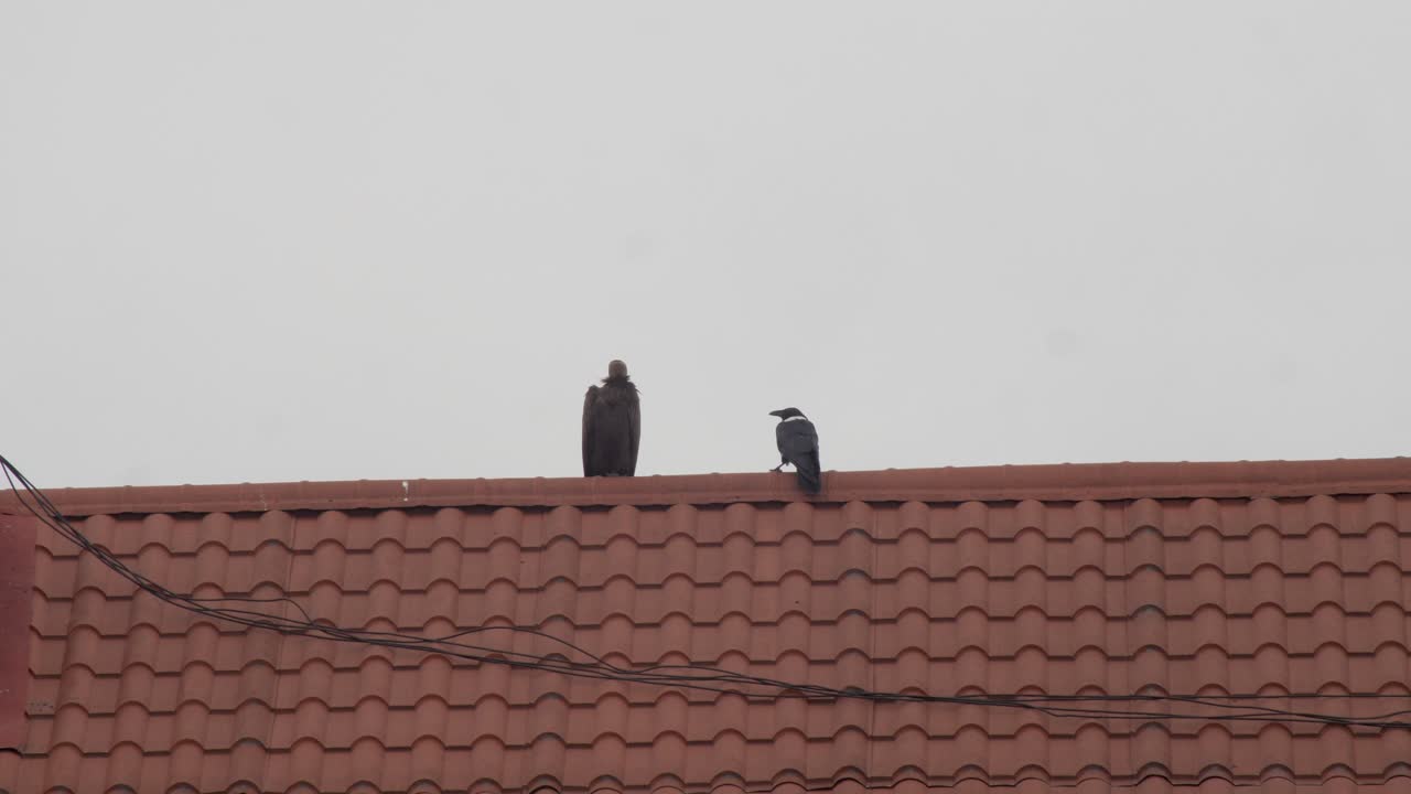 A brave Crow trying to fight big eagle vulture on building roof top.