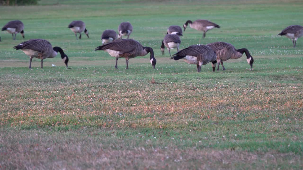 Canadian Geese walking and eating grass in golf field