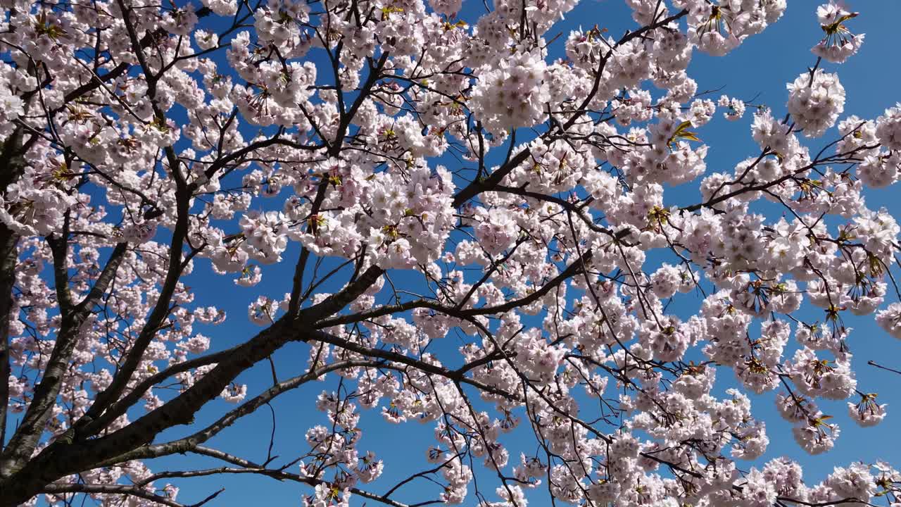 Un video riprende i fiori di ciliegio in piena fioritura contro un cielo azzurro limpido, ripreso da un'angolazione bassa.