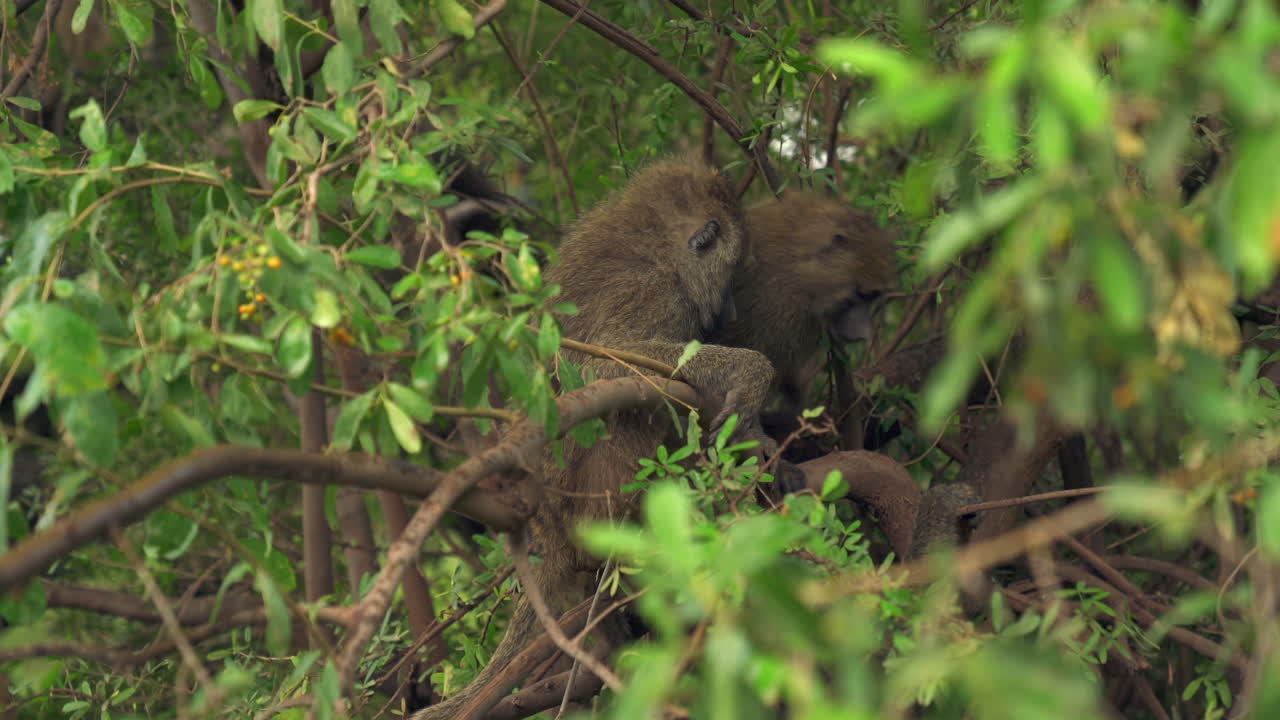 tropa de babuinos peleando en un árbol