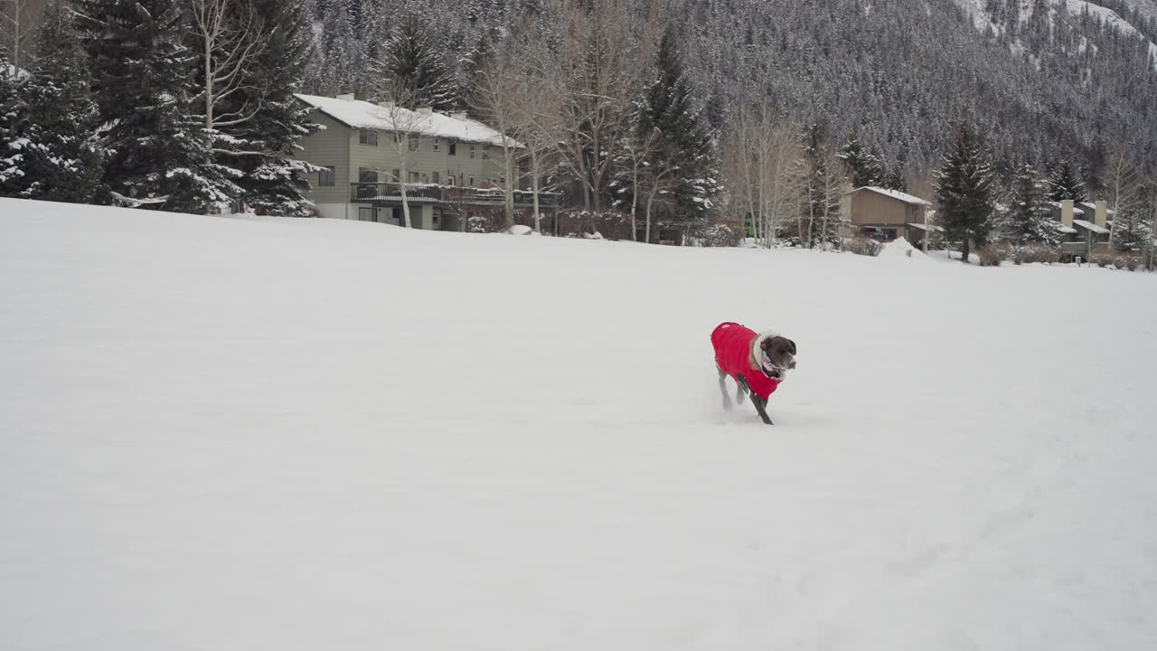 추운 날 눈 인 에서 달리는 겨울 재을 입은 독일의 짧은 털 포인터 개, 느린 동작