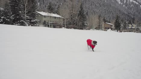 German-Shorthaired-Pointer-Dog-in-Winter-Jacket-Running-on-Snowy-Field-on-Cold-Day,-Slow-Motion