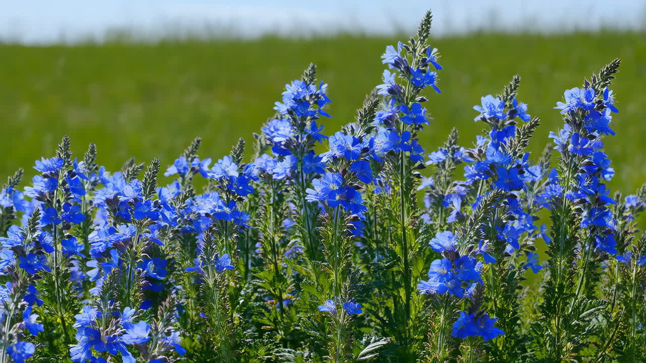 Vibrant Blue Flowers in a Green Field
