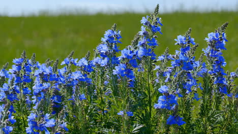 vibrant blue flowers in a green field