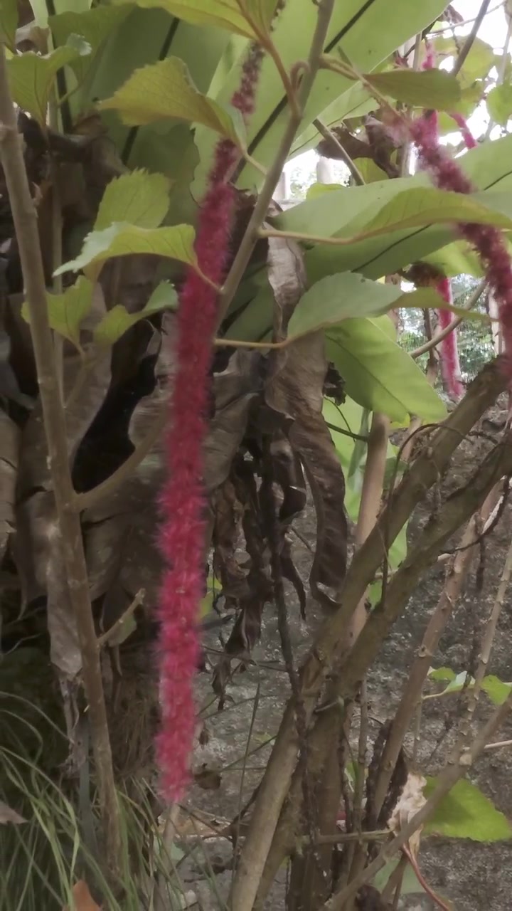 Primo piano di fiori rossi di pianta di ciniglia appesi in giardino