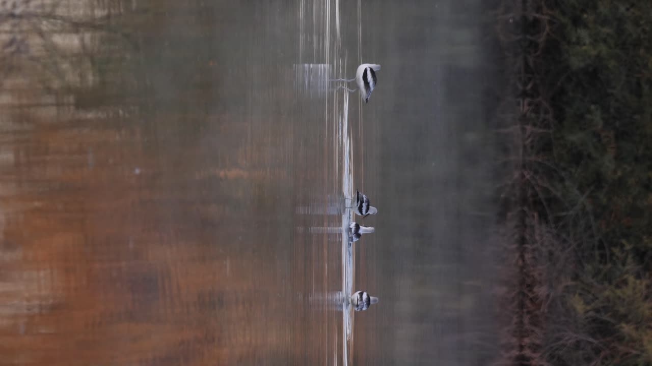 안개가 가득한 아침에 목욕하는 아보케트 그룹.