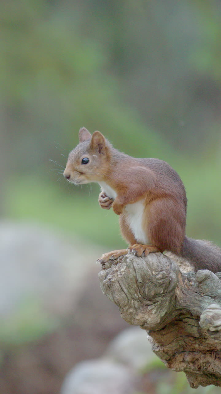 Adorable red squirrel in woods sits on wooden stump looking around, vertical