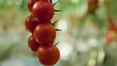 Close-up-tomatoes-cultivation-process-on-warm-modern-plantation-in-summer