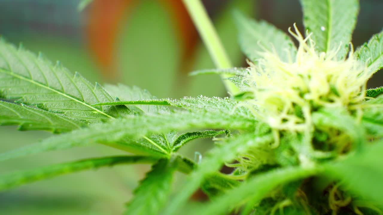 약용 마리화나 마약 대마초 sativa 식물 불법 금지 된 온실 초본 잡초 돌리 오른쪽 근접 촬영