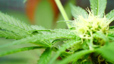 Medizinisches-Marihuana-Narkotisches-Cannabis-Sativa-Pflanze-Illegal-Verboten-Gewächshaus-Kräuter-Unkraut-Dolly-Rechts-Nahaufnahme