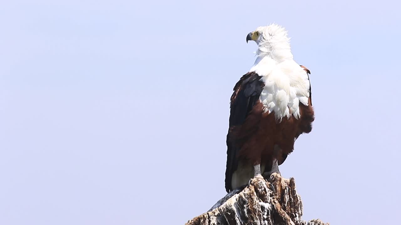 el águila pescadora africana se sienta en la perca del tocón, las plumas se agitan por el viento