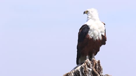 African-Fish-Eagle-sits-on-stump-perch,-feathers-ruffled-by-the-wind