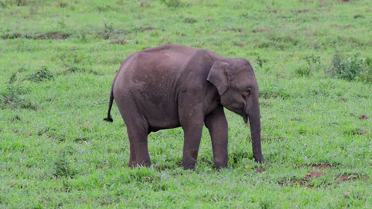 아시아 코끼리는 멸종 위기 종이며 태국 거주자이기도합니다.