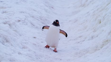 caminando por la autopista de pingüinos en la nieve, pingüinos gentoo en la antártida vida silvestre y animales viaje en la península antártica, lindo tiro de bajo ángulo en un paisaje invernal nevado