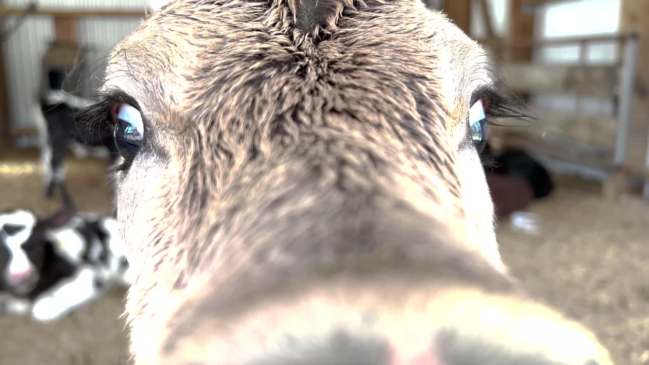 Un simpatico vitellino annusa curiosamente la telecamera. Scena di allevamento di bestiame, stagione del parto. Animale.