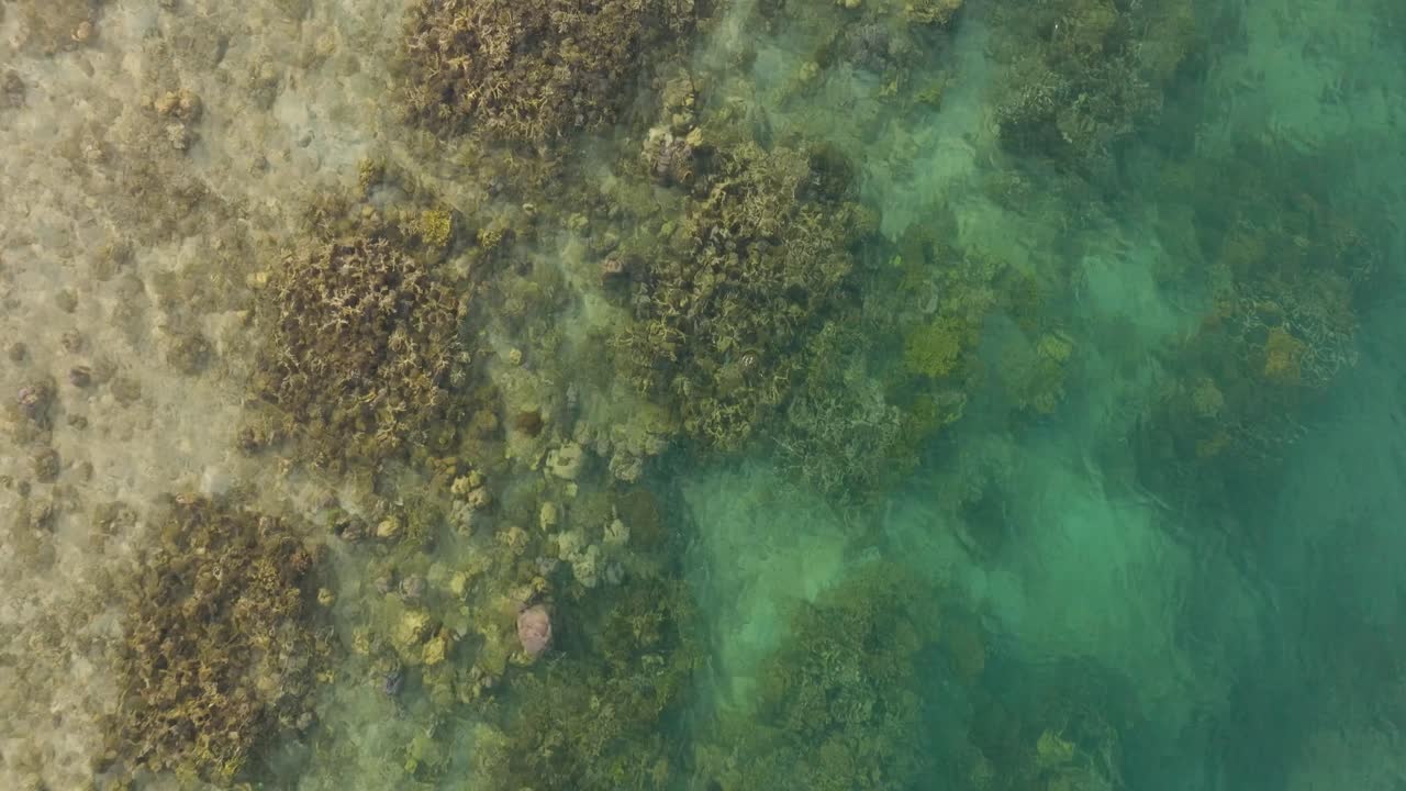 Vista aerea zenitale da drone in panoramica su acque tropicali turchesi e sulla costa della barriera corallina nel Parco Nazionale di Bali Occidentale, che rivela texture marine, sfumature di laguna poco profonda e un ecosistema costiero incontaminato