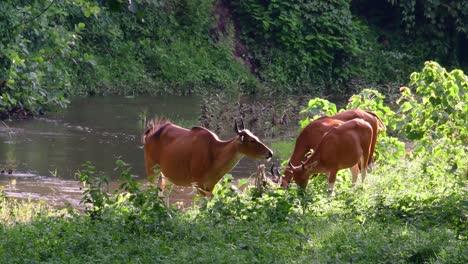 o banteng ou tembadau, é um gado selvagem encontrado no sudeste asiático e extinto em alguns países