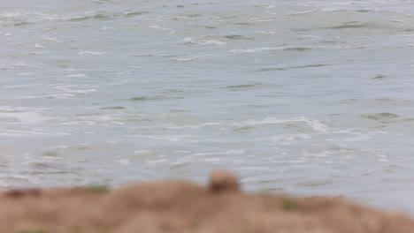 Muschel-Am-Strand,-Meereswellen-Im-Hintergrund---Selektiver-Fokus