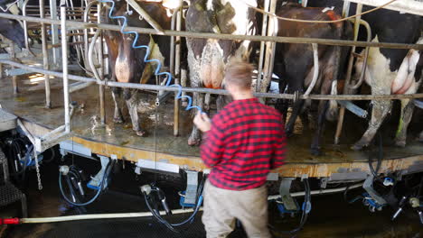 cows rotating on carousel, male cleaning them with hose