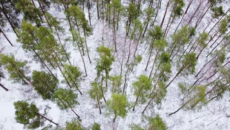 green pine tree tops and white forest ground in winter season, aerial view