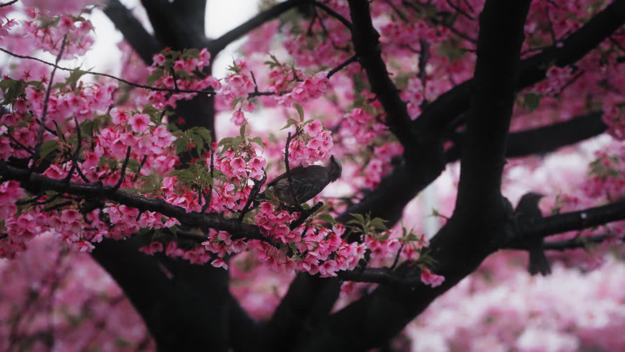Birds in Cherry Blossom Trees