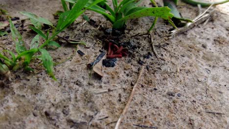 Wunderschöne,-Wilde,-Scharlachrote-Tausendfüßler-Mit-Roten-Traktoren,-Die-Sich-Zusammen-Im-Grasschatten-Verstecken,-Statische-Aufnahme---Gambia,-Westafrika