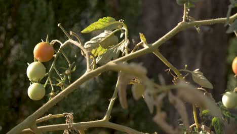 Haufen-Kleiner-Tomaten,-Die-Im-Wind-Wehen-4k-50fps