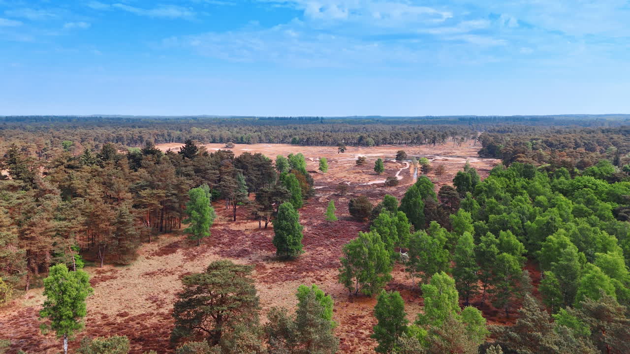 Netherlands' scenic landscape. Lush greenery contrasts with open fields in a serene Netherlands landscape during a clear, sunny day