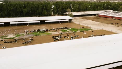 aerial shot of farm located in kuwait, cows walking around while birds fly over