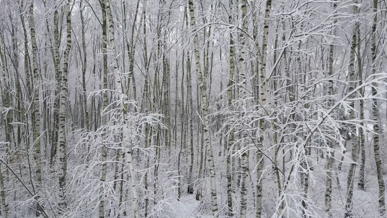 A gentle drone strafe reveals dense birch trunks wrapped in winter snow, captured at mid-height in smooth slow motion